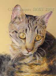 Portrait flin du chat europen Titus ralis au crayon